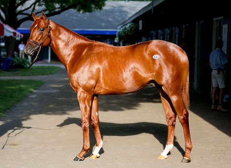 Hip 134, a Tapit colt at the Sequel New York consignment at The Saratoga Sale<br>
Sales scenes, and hips at The Saratoga Sale at Fasig-Tipton in Saratoga Springs, N.Y., on Aug. 7,2022.