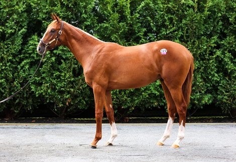 Hip 127, a Curlin colt colt out of Angela Renee at the Taylor Made consignment at The Saratoga Sale                                                           Sales scenes, and hips at The Saratoga Sale at Fasig-Tipton in Saratoga Springs, N.Y., on Aug. 5,2022.