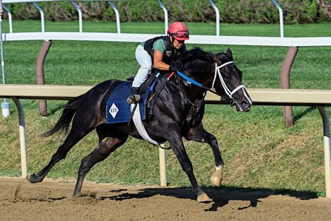 Probable Travers Stakes entrant Ain't Life Grand with Tammy Fox in the saddle breezes on the main track at the Saratoga Race Course Saturday Aug. 20, 2022 in Saratoga Springs N.Y.