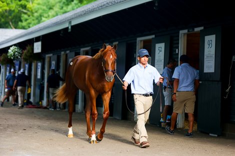 Hip 134, a Tapit colt at the Sequel New York consignment at The Saratoga Sale<br>
Sales scenes, and hips at The Saratoga Sale at Fasig-Tipton in Saratoga Springs, N.Y., on Aug. 7,2022.