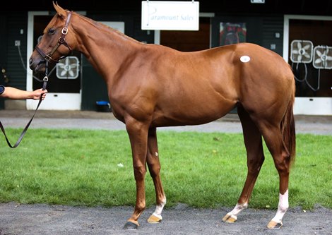 Hip 8, a Speighstown filly out of Life At Ten at the Baccari Bloodstock consignment at The Saratoga Sale                                                   Sales scenes, and hips at The Saratoga Sale at Fasig-Tipton in Saratoga Springs, N.Y., on Aug. 5,2022.