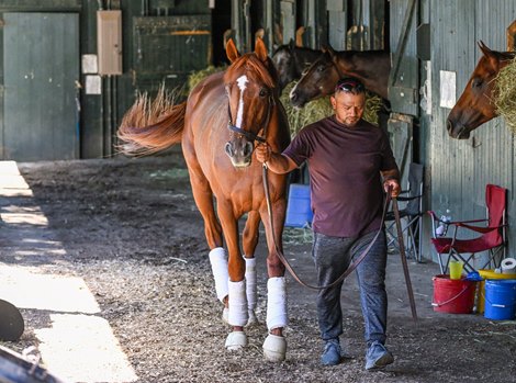 2022 Kentucky Derby winner Rich Strike walks the shed row after a 14 hour van ride from Kentucky at the Saratoga Race Course Sunday Aug. 14, 2022 in Saratoga Springs N.Y. Rich Strike is scheduled to run in The Travers Stakes on Saturday the 27th.  Photo  Credit:  Photo Special to the Times Union by Skip Dickstein