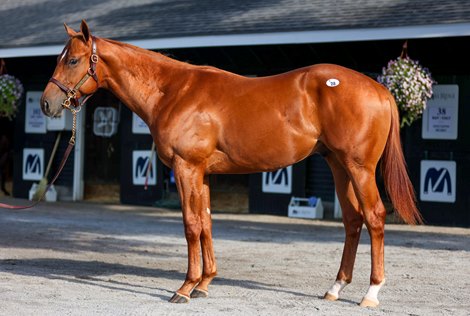 Hip 28, a Vino Rosso colt at the Mill Ridge consignment at The Saratoga Sale<br>
Sales scenes, and hips at The Saratoga Sale at Fasig-Tipton in Saratoga Springs, N.Y., on Aug. 7,2022.