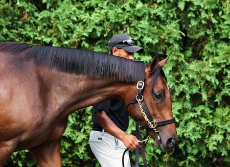 Hip 202, a Gun Runner colt out of Heavenly Love at the Gainesway consignment at The Saratoga Sale                                                            Sales scenes, and hips at The Saratoga Sale at Fasig-Tipton in Saratoga Springs, N.Y., on Aug. 5,2022.