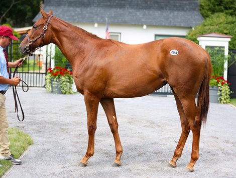 Hip 46, a Munnings filly at the Taylor Made consignment at The Saratoga Sale                           Sales scenes, and hips at The Saratoga Sale at Fasig-Tipton in Saratoga Springs, N.Y., on Aug. 5,2022.