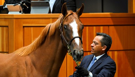 Hip 126 a yearling filly by Curlin out of America, was consigned to the August yearling session of The Saratoga Sale on Aug. 9, 2022, in Saratoga Springs, N.Y.