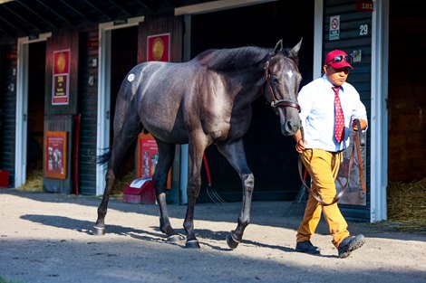 Hip 117, an Arrogate colt at the Taylor Made consignment at The Saratoga Sale<br><br />
Sales scenes, and hips at The Saratoga Sale at Fasig-Tipton in Saratoga Springs, N.Y., on Aug. 7,2022.