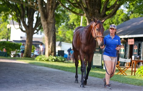 Hip 56, a Speightstown colt at the Summerfield  consignment at The Saratoga Sale<br>
Sales scenes, and hips at The Saratoga Sale at Fasig-Tipton in Saratoga Springs, N.Y., on Aug. 7,2022.