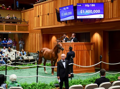 Hip 186 a yearling colt by Gun Runner out of Flag Day, was consigned to the August yearling session of The Saratoga Sale on Aug. 9, 2022, in Saratoga Springs, N.Y.