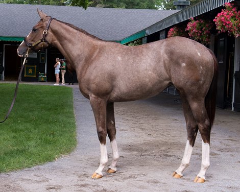 Hip 60 filly Munnings out of Roaming at Four Star Sales<br>
Sales scenes, hips and people at The Saratoga Sale at Fasig-Tipton  in Saratoga Springs, N.Y., on Aug. 5, 2022.
