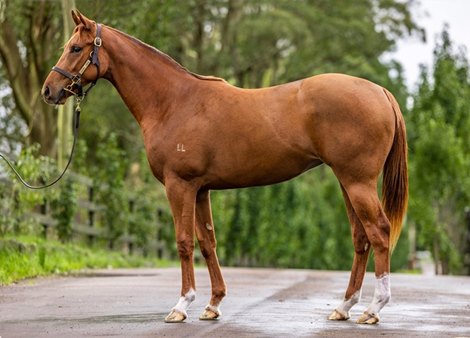 Lot 1558 Harry Angel filly at the Magic Millions National Yearling Sale in June 2022