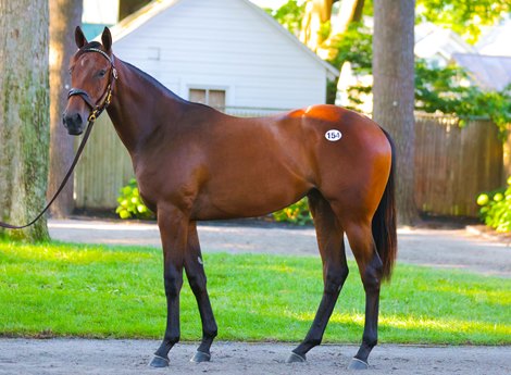 Hip 154, a Candy Ride colt at the Warrendale Sales consignment at The Saratoga Sale                           Sales scenes, and hips at The Saratoga Sale at Fasig-Tipton in Saratoga Springs, N.Y., on Aug. 5,2022.