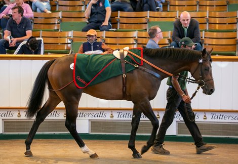Lot  305 Mr McCann (IRE) 2019 B.C.  BY Kodiac (GB) EX Copperbeech (IRE) The Castlebridge Consignment    SackvilleDonald    210,000 Tattersalls August Sale 31/08/22