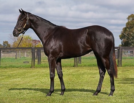 Lot 1532 Lonhro filly at the Magic Millions National Yearling Sale in June 2022