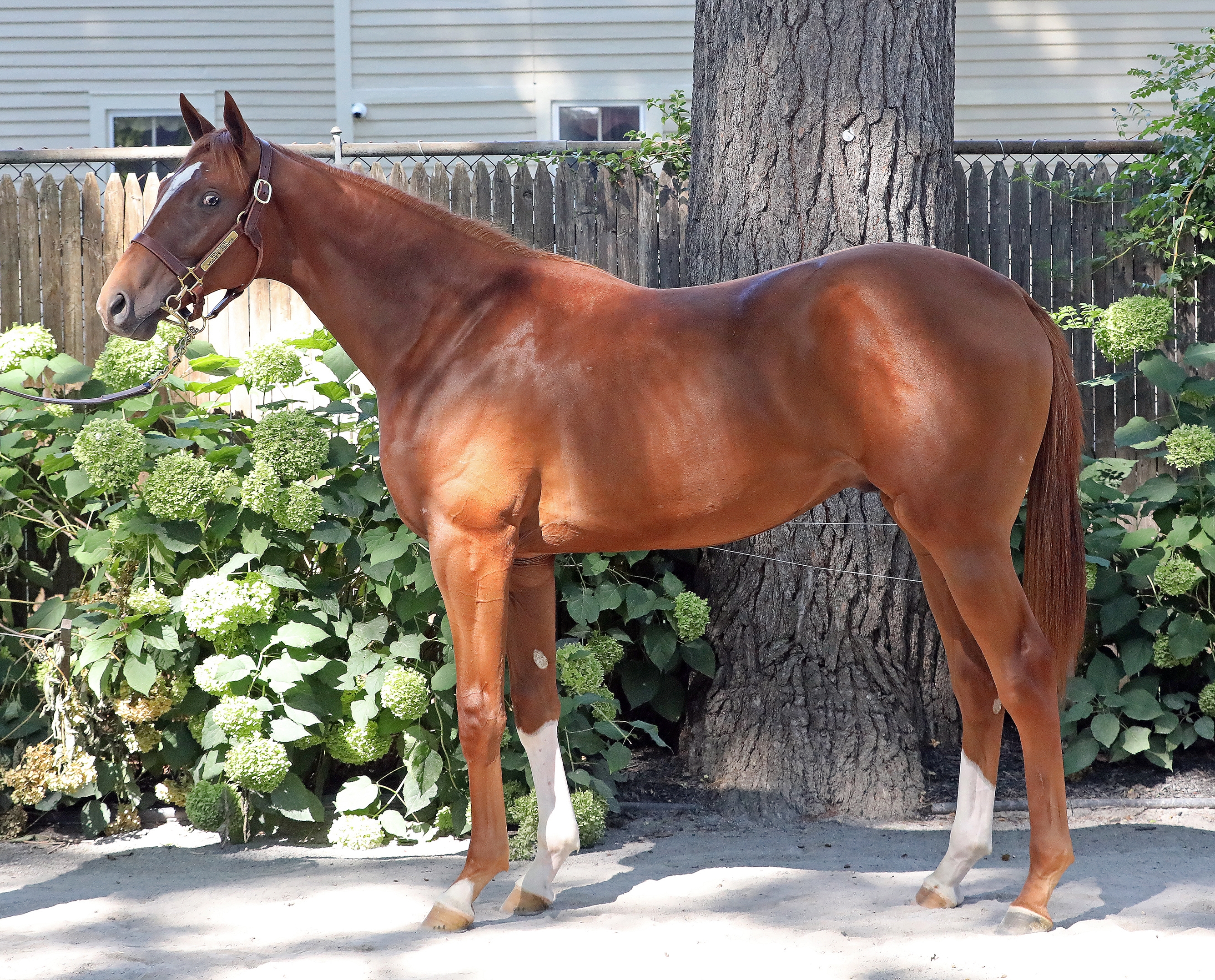 Bernhard Brings Strong Consignment to New York - BloodHorse