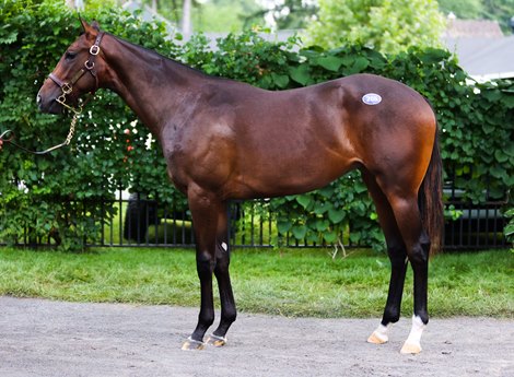 Hip 205, an Omaha Beach at the Brookdale Sales consignment at The Saratoga Sale<br>
Sales scenes, and hips at The Saratoga Sale at Fasig-Tipton in Saratoga Springs, N.Y., on Aug. 7,2022.