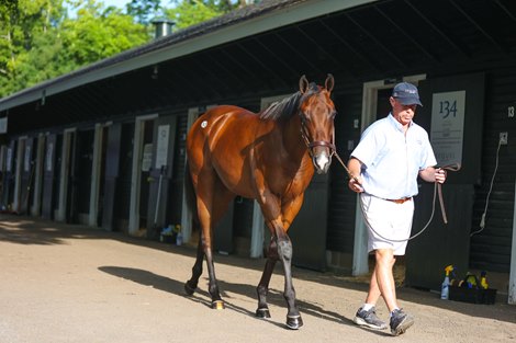 Hip 93, an Omaha Beach filly at the Sequel New York consignment at The Saratoga Sale<br>
Sales scenes, and hips at The Saratoga Sale at Fasig-Tipton in Saratoga Springs, N.Y., on Aug. 7,2022.