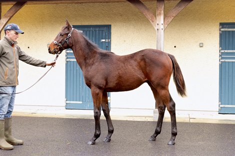 2022 Goffs Orby Sale, Lot 464