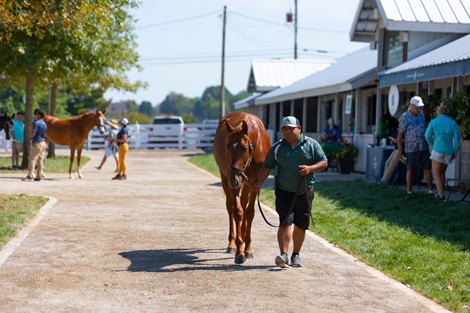 The Collected colt consigned as Hip 3229 at the Keeneland September Yearling Sale in Lexington, KY, on Sept. 21, 2022.