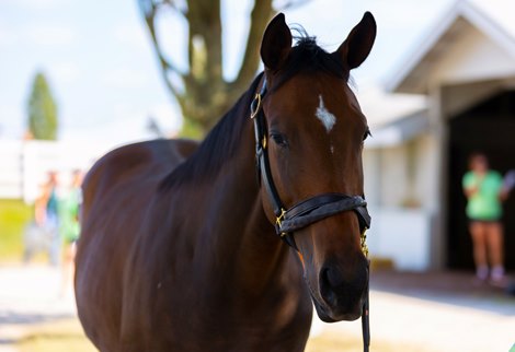 Hip 2223, a Jimmy Creed filly at the Machmer Hall Sales consignment at the Keeneland September Yearling Sale in Lexington, KY, on Sept. 18, 2022.