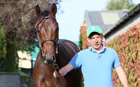 New Bay colt consigned as lot 243 at the September Yearling Sales at Tattersalls Ireland