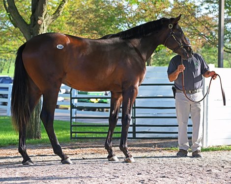 Hip 168 colt by Constitution out of Caribbean Babe at Hunter Valley Farm, agent. <br><br />
Scenes at Keeneland September Sale on Sept. 9, 2022.
