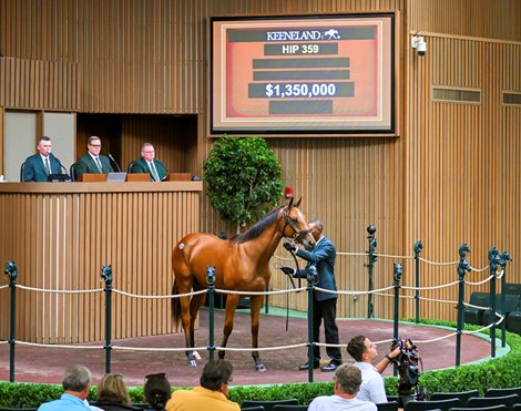 Hip 359 a yearling filly by Into Mischief out of Nina Fever, was consigned to the Keeneland September Yearling Sale on Sept. 13, 2022, at Keeneland in Lexington, KY.