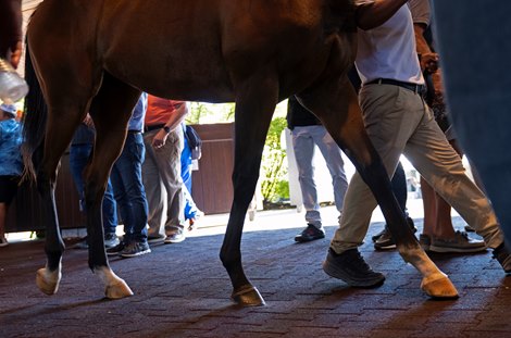 scene with yearling walking through lookers in back ring. <br>
Scenes at Keeneland September Sale on Sept. 20, 2022.