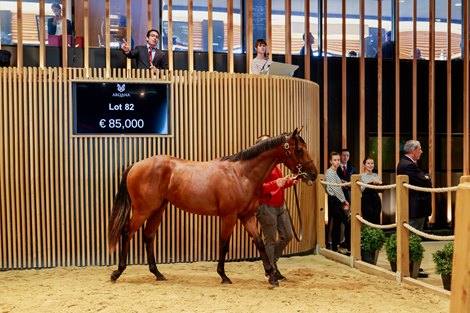 Arqana September Sale, Deauville, 08/09/2022, photo: Zuzanna Lupa<br><br />
Lot 82