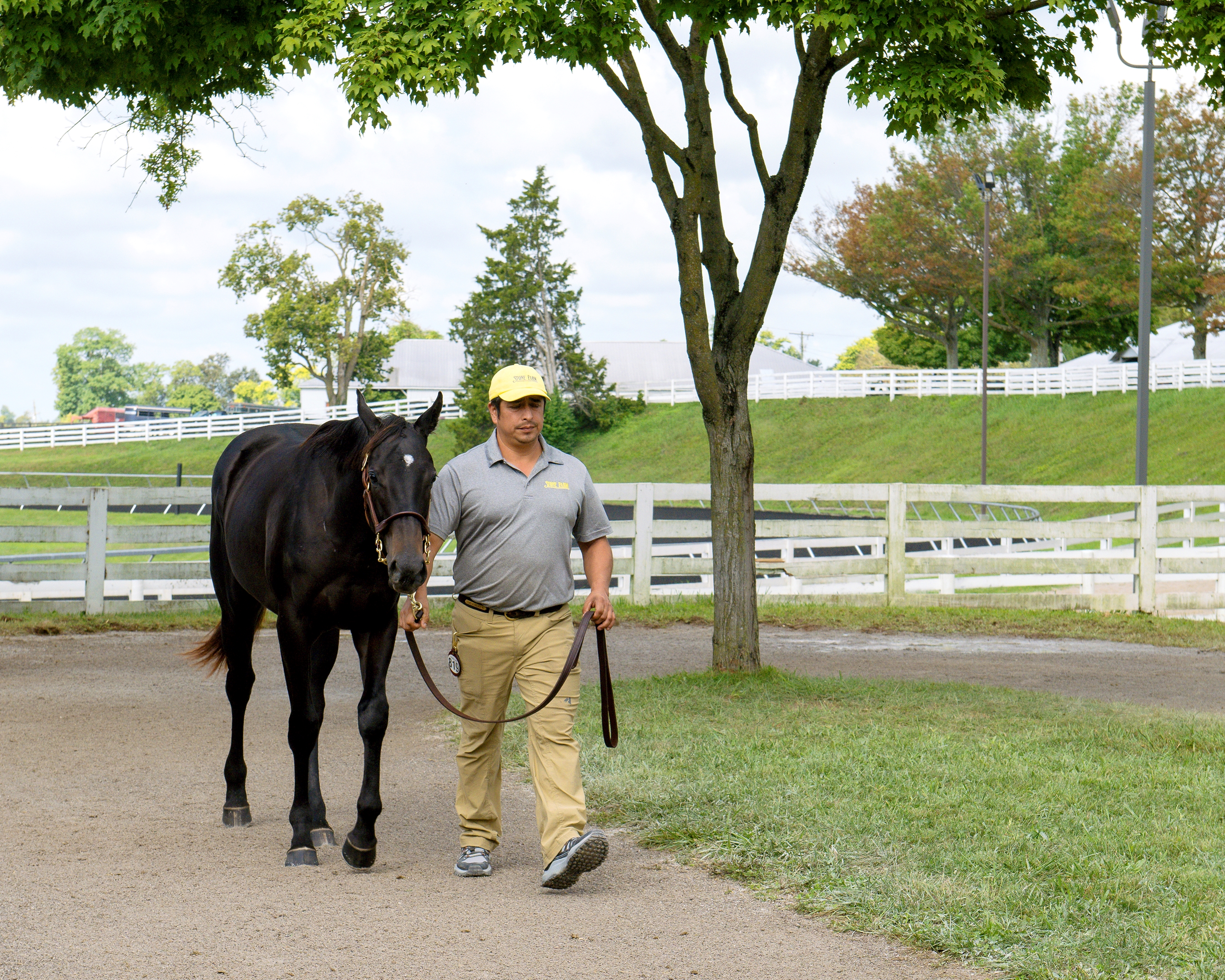 Stone Farm Offers Unique Pedigree in Study of Man Filly Stone Farm Offers Unique Pedigree in Study of Man Filly