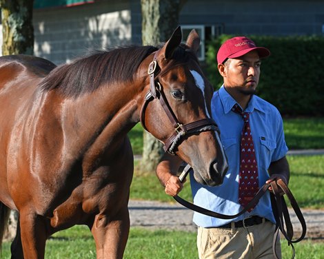 Hip 134 filly by Constitution out of Amour d&#39;Ete at Taylor Made Sales Agency, agent<br><br />
Scenes at Keeneland September Sale on Sept. 9, 2022.