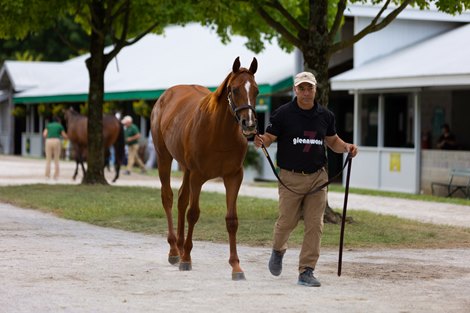 Hip 60, Corlin's colt in a Glennwood shipment at the Keeneland September Yearling Sale in Lexington, Kentucky, on September 11, 2022.