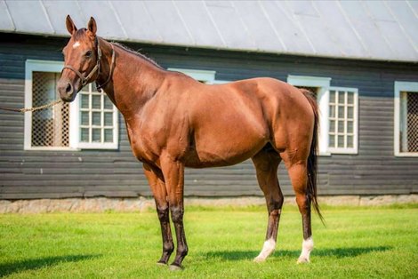 Lulu's Partner, one of two mares that are part of the launch of Foal Adventure, which follows foals from being raised to becoming racehorses.