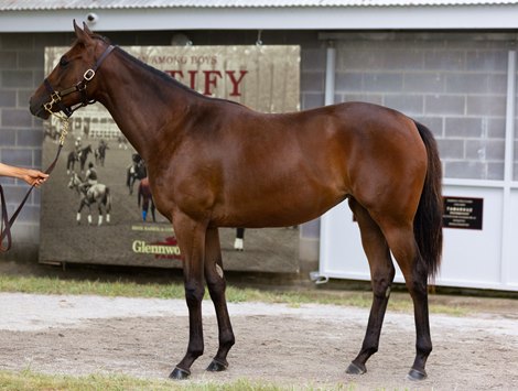 Hip 84 is an Into Mischief filly at the Keeneland September Yearling Auction in Lexington, KY on September 11, 2022.