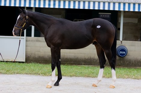 Hip 2421 at the Keeneland September Yearling Sale in Lexington, KY, on Sept. 19, 2022.