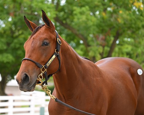 Hip 158 filly by Curlin out of Bounding at Denali, agent for Stonestreet Bred & Raised<br>
Scenes at Keeneland September Sale on Sept. 10, 2022.