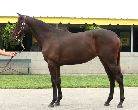 Hip 88 Tizahit 21 by Constitution out of Tizahit, by Tiznow, at the Stone Farm consignment at Keeneland September Yearling sale on September 11, 2022.