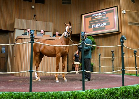 Hip 297 a yearling filly by Gun Runner out of Just Wicked, was consigned to the Keeneland September Yearling Sale on Sept. 13, 2022, at Keeneland in Lexington, KY.
