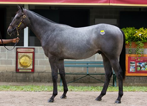 Hip 222, a Justify colt at the Taylor Made Sales consignment at the Keeneland September Yearling Sale in Lexington, KY., on Sept. 11, 2022.