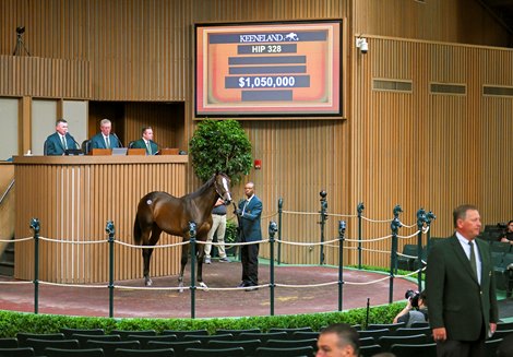 Hip 328 a yearling colt by Into Mischief out of Magical Feeling, was consigned to the Keeneland September Yearling Sale on Sept. 13, 2022, at Keeneland in Lexington, KY.