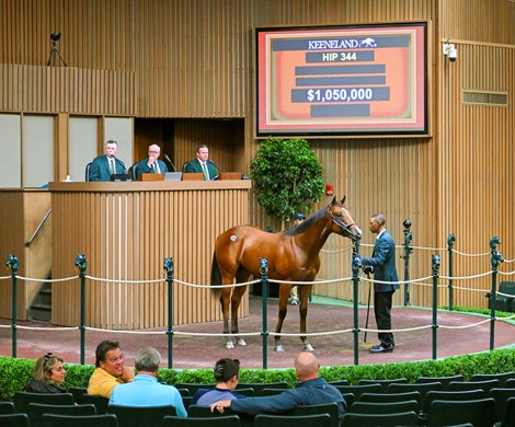 Hip 344 a yearling colt by Into Mischief out of Moi, was consigned to the Keeneland September Yearling Sale on Sept. 13, 2022, at Keeneland in Lexington, KY.