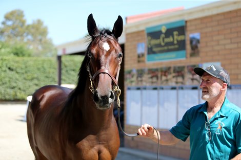 Hip 241 (f. Good Magic-Nine Point Nine) and shipper Stormy Hull of Critter Creek Farm during Sale Day at Fasig-Tipton California Fall Yearlings Sale 2022, Pomona, CA 9.27.