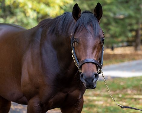 Early Voting at Ashford Stud near Versailles, Ky., on Oct. 25, 2022.