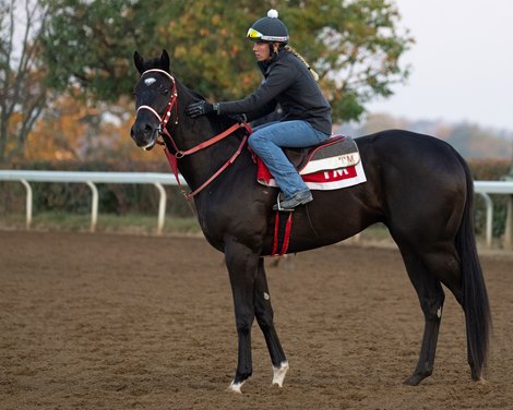 Tyler&#39;s Tribe with Kylee Jordan training at Keeneland on his first day on the track. <br><br />
Scenes and racing at Keeneland on Oct. 7, 2022.