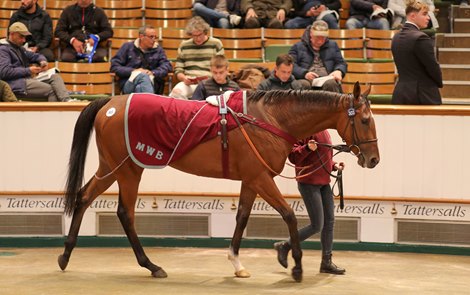 Lot 303 Bellstreet Bridie (GB) 2019 B.F.  BY Sir Percy (GB) EX Mambo Gold (USA) Fitzroy House (M. Bell) Red Baron&#39;s Barn &amp; Rancho Temescal 260,000 - Tattersalls Autumn Horses in Training Sale<br><br />
24/10/22