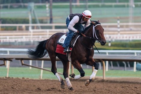 Dandy Man Shines gallop at Santa Anita 093022