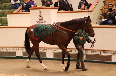 Lot 1113 Magisterial (IRE) 2019 B.G.  BY Frankel (GB) EX Hoity Toity (GB)       The Castlebridge Consignment    Yousef MA Alturaif    425,000 Tattersalls Autumn Horses in Training Sale 26/10/22