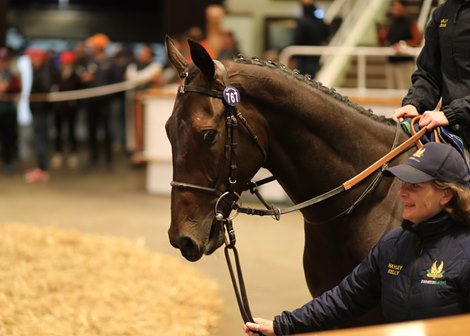 Lot 767 I&#39;m A Gambler (IRE) 2019 B.G.  BY No Nay Never (USA) EX We Are Ninety (IRE)     Kingsley Park    Red Baron&#39;s Barn &amp; Rancho Temescal    850,000<br><br />
Tattersalls Autumn Horses in Training Sale<br><br />
25/10/22
