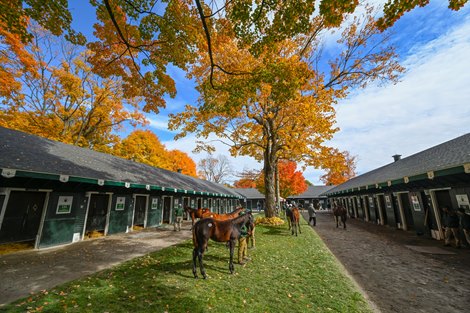 Fall colors are peaking as consigners are showing their horses for The Fasig Tipton Fall Sale at the sales grounds Sunday Oct. 16, 2022 in  Saratoga Springs, N.Y. The sale commences at 10 am tomorrow morning.  Fasig Tipton photo by Skip Dickstein