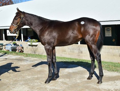 Cave Rock as a weanling at the 2020 Keeneland November Sale